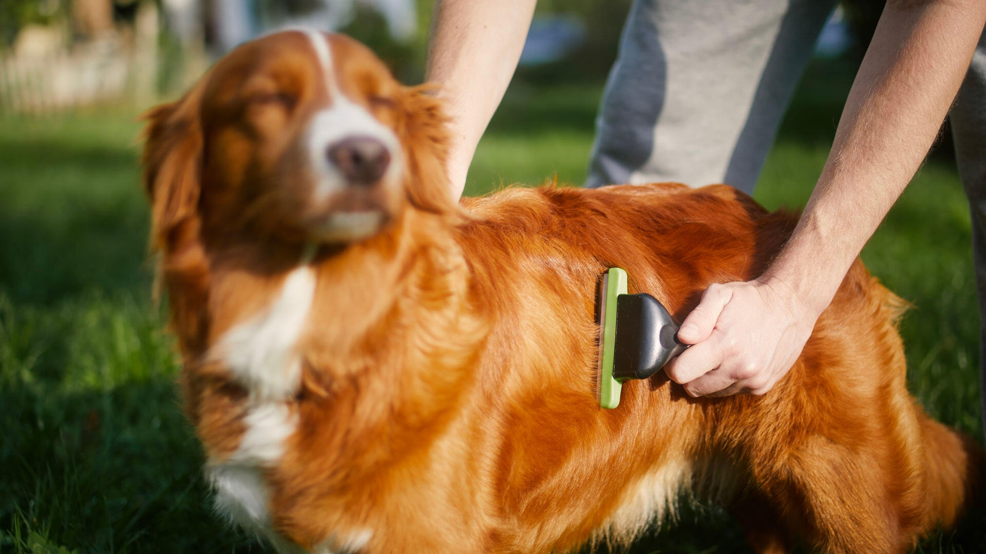 Ausgekämmte Hundehaare sollte man nicht draußen liegen lassen. Ausgekämmte Hundehaare sollte man nicht draußen liegen lassen.