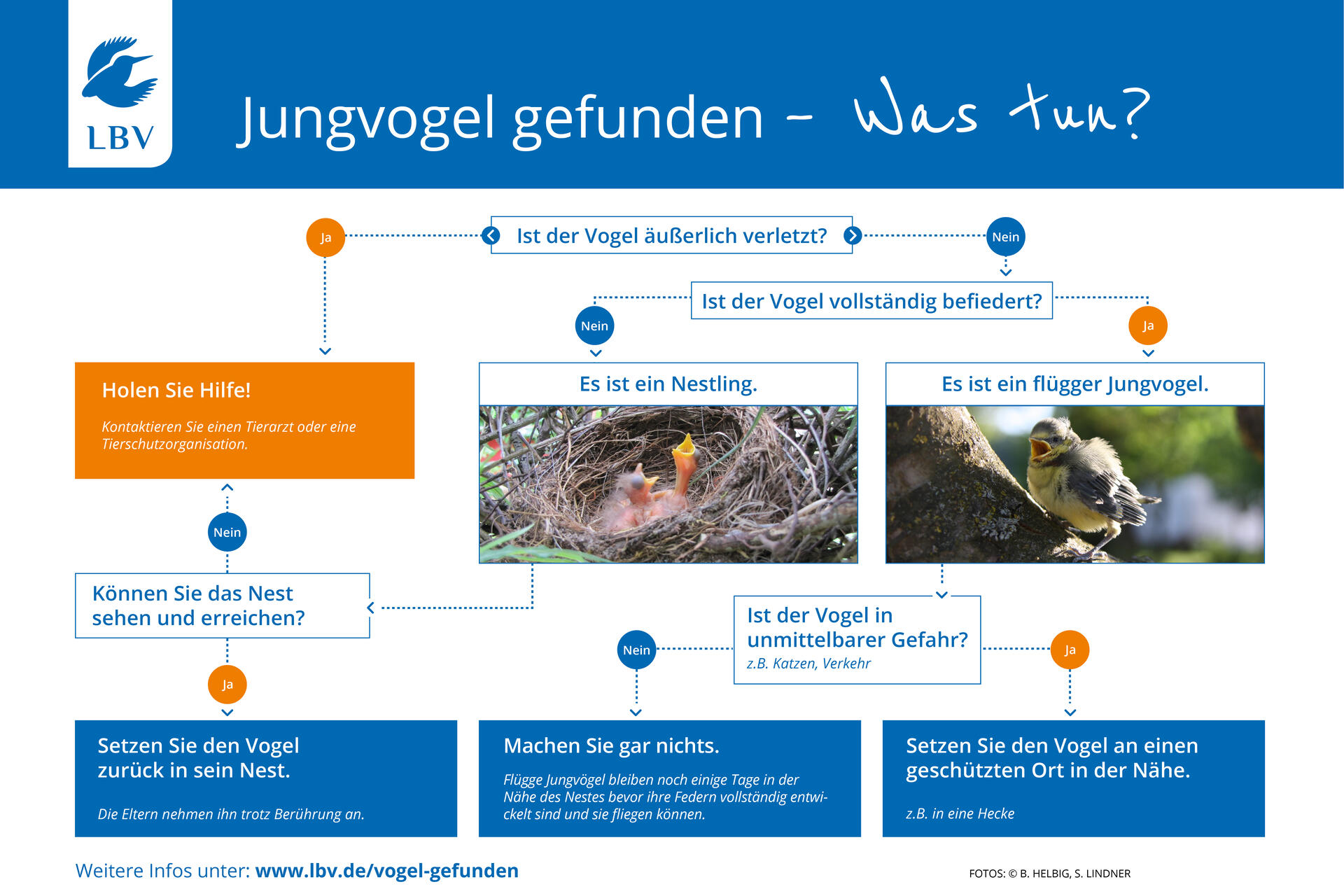 Weitere Infos unter www.lbv.de/vogel-gefunden Weitere Infos unter www.lbv.de/vogel-gefunden