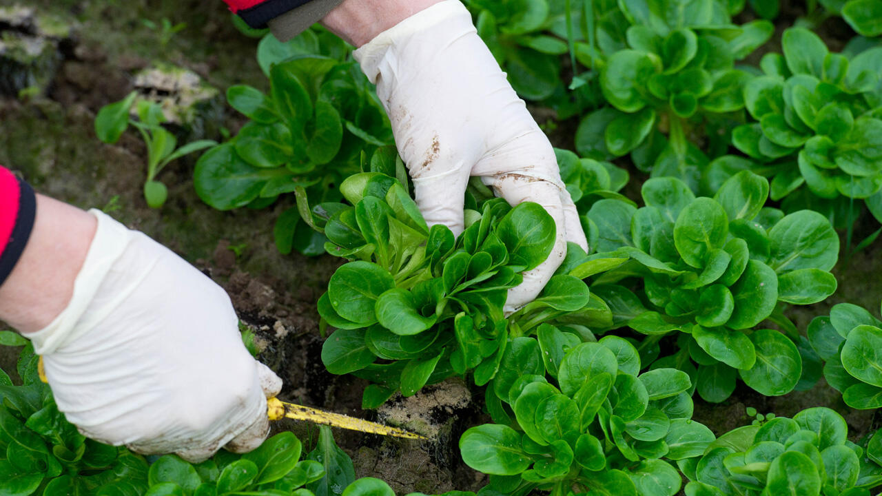 Feldsalat ist winterhart. Einige Sorten eignen sich besonders gut fürs Hochbeet. Feldsalat ist winterhart. Einige Sorten eignen sich besonders gut fürs Hochbeet.