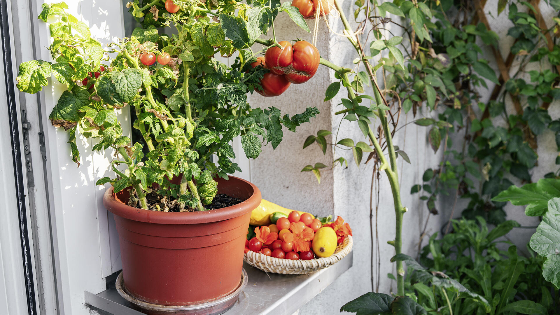 Tomaten lassen sich gut auf dem Balkon anpflanzen. Tomaten lassen sich gut auf dem Balkon anpflanzen.