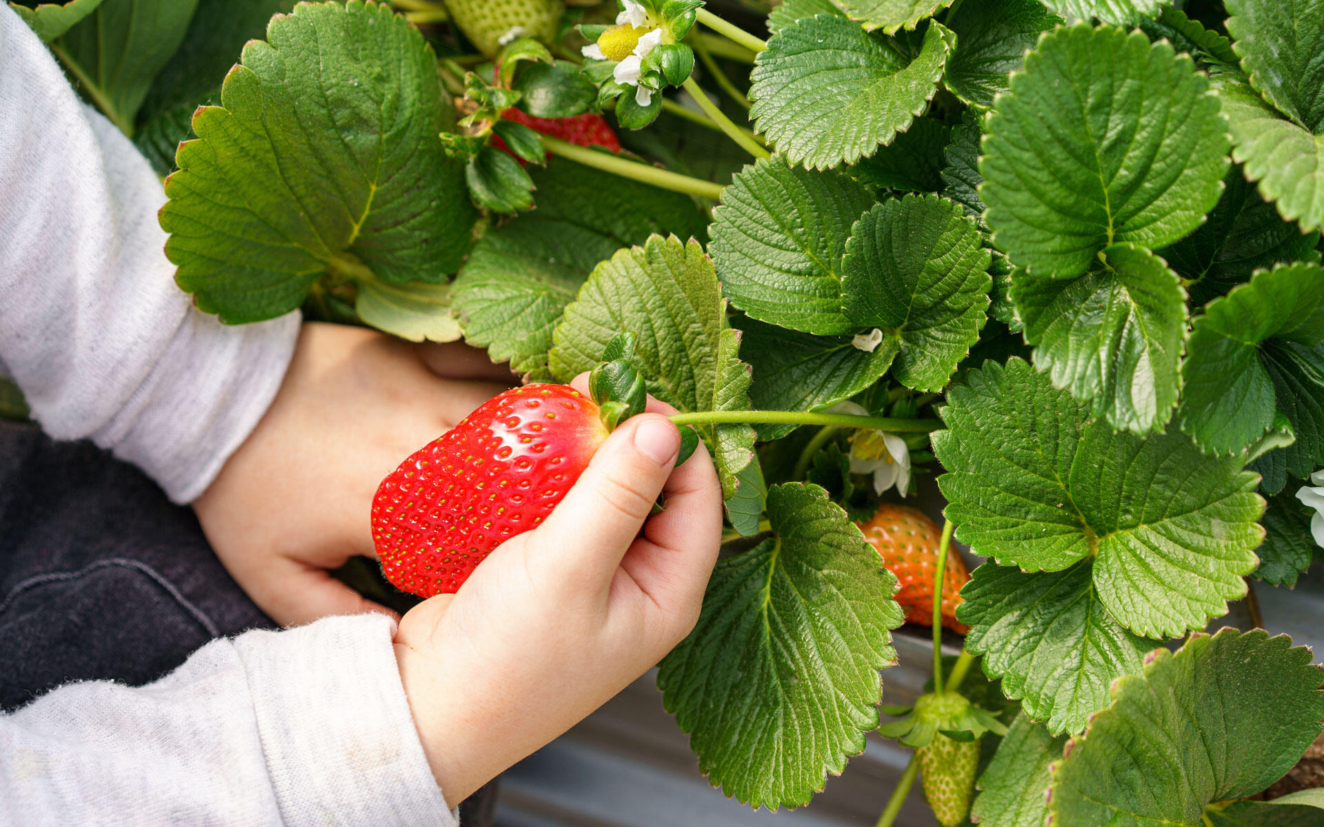 Erdbeeren duften aromatisch, fühlen sich samtig an und schmecken herrlich süß – das macht sie für Kinder zu einem interessanten Garten-Projekt. Erdbeeren duften aromatisch, fühlen sich samtig an und schmecken herrlich süß – das macht sie für Kinder zu einem interessanten Garten-Projekt.