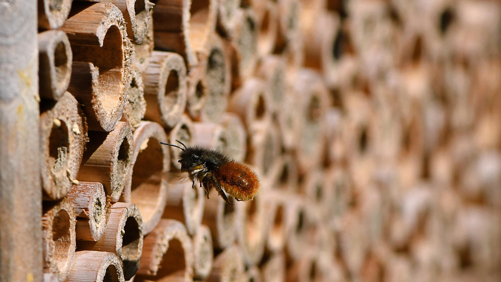 Mauerbienen nutzen gerne die Nistkästen. Mauerbienen nutzen gerne die Nistkästen.