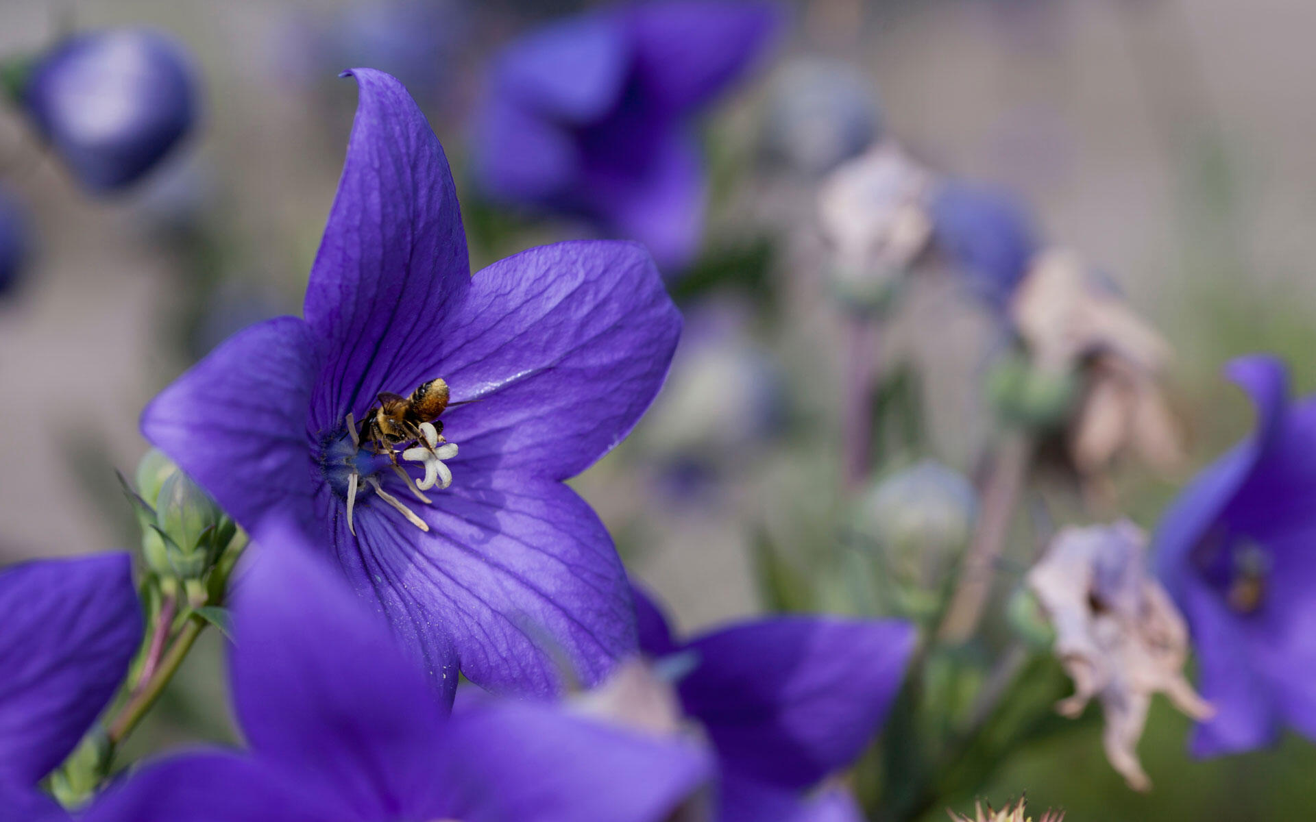 Von Mai bis September bietet die Wiesen-Glockenblume wertvolle Nahrung für viele Insekten, insbesondere für Wildbienen. Von Mai bis September bietet die Wiesen-Glockenblume wertvolle Nahrung für viele Insekten, insbesondere für Wildbienen.