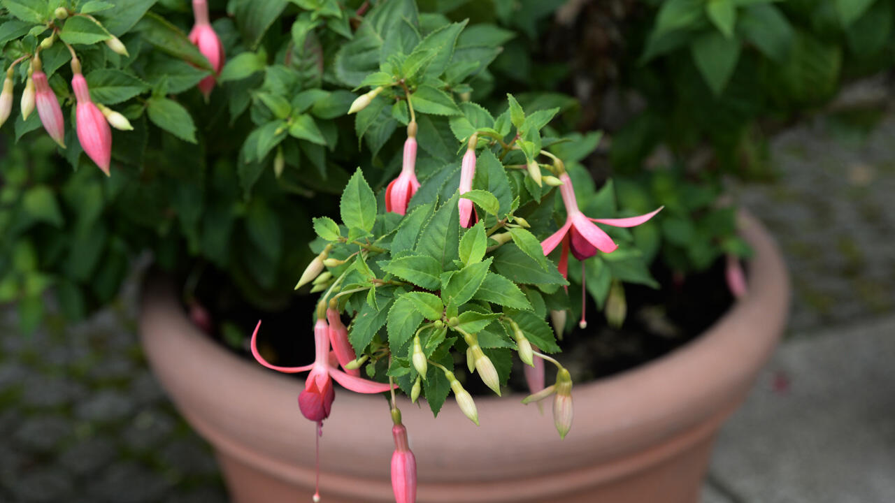 Fuchsien können über Kopfstecklinge vermehrt werden. Fuchsien können über Kopfstecklinge vermehrt werden.