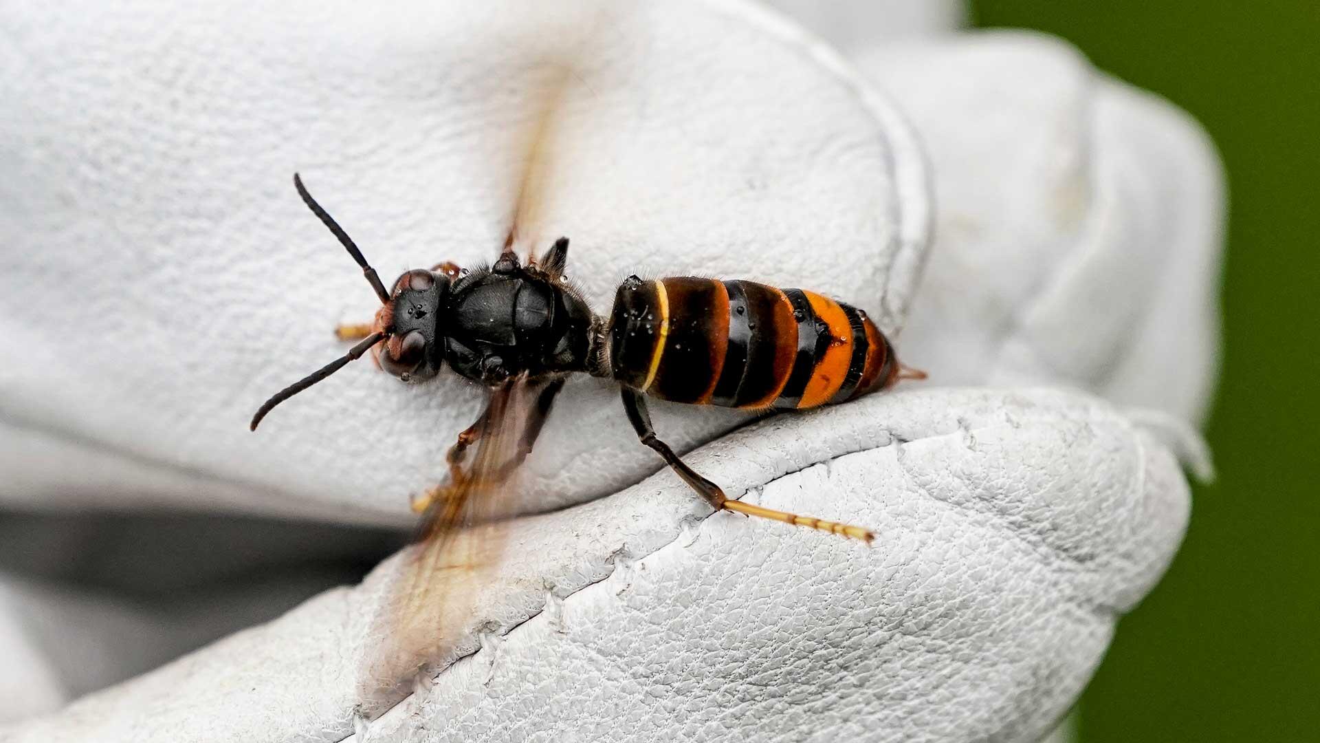 So sieht die Asiatische Hornisse (Vespa velutina nigrithorax) aus. So sieht die Asiatische Hornisse (Vespa velutina nigrithorax) aus.