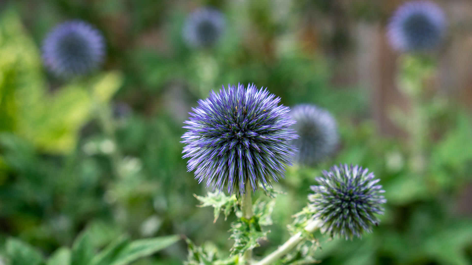 Die Kugeldistel ist beispielsweise bei Bienen und Co. beliebt, bei Schnecken aber weniger. Die Kugeldistel ist beispielsweise bei Bienen und Co. beliebt, bei Schnecken aber weniger.