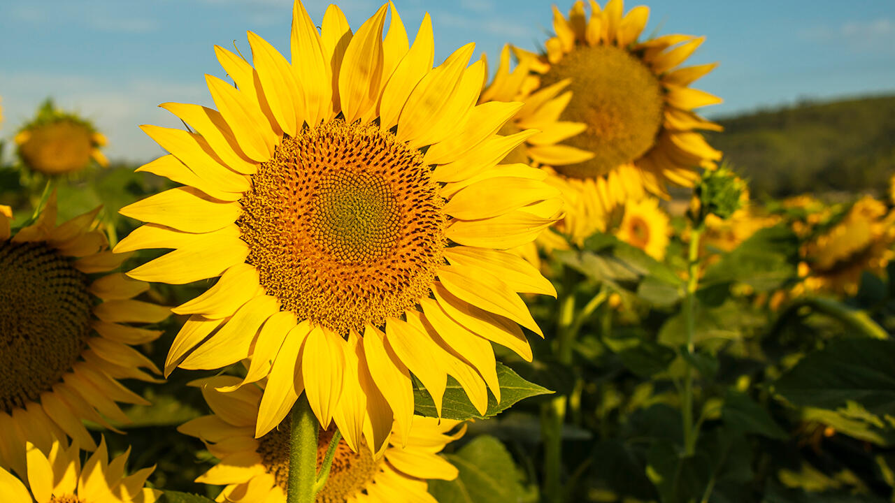 Sonnenblumenöl im Test: Welche Produkte sind empfehlenswert? Sonnenblumenöl im Test: Welche Produkte sind empfehlenswert?