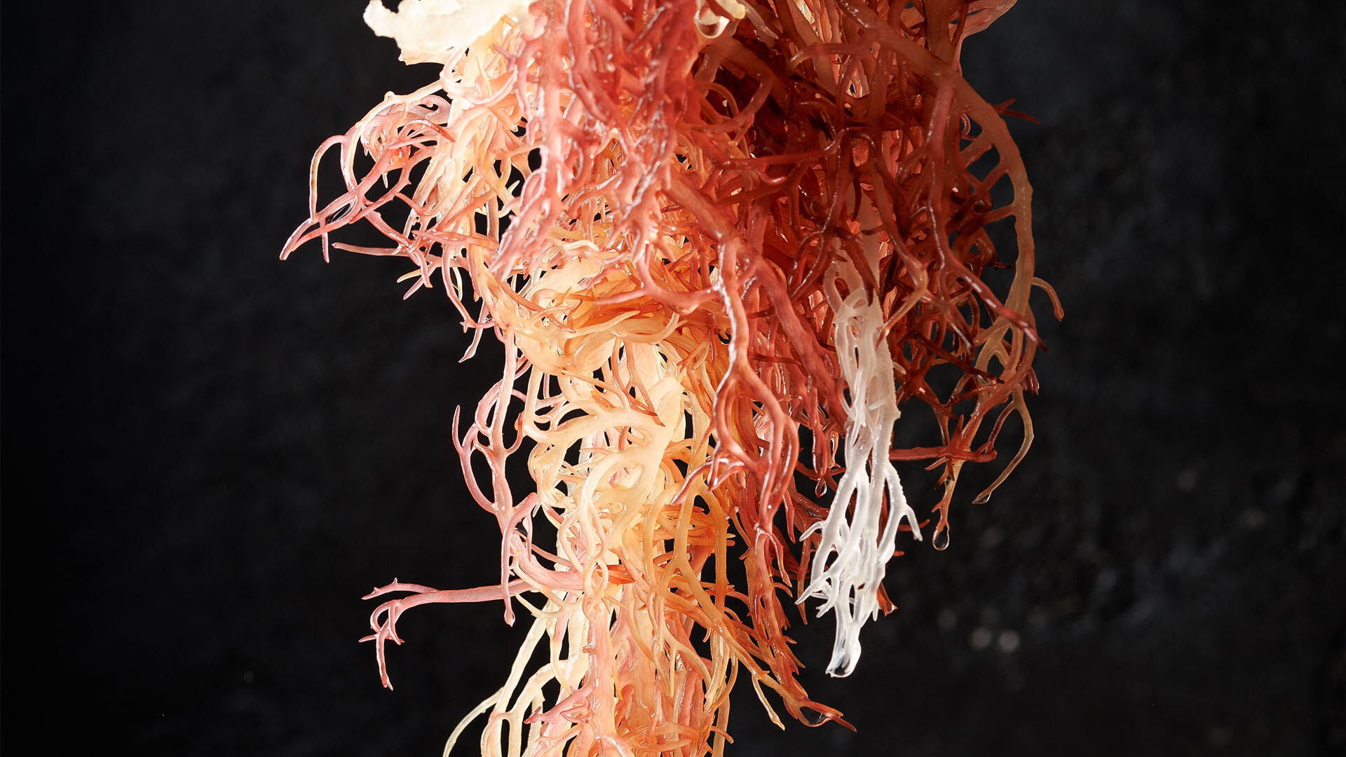 Sea Moss wächst an der Atlantikküste Europas Sea Moss wächst an der Atlantikküste Europas