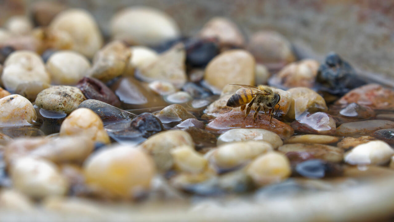 Wassertränke für Insekten: Damit helfen Sie Bienen, Hummeln und Käfern. Wassertränke für Insekten: Damit helfen Sie Bienen, Hummeln und Käfern.