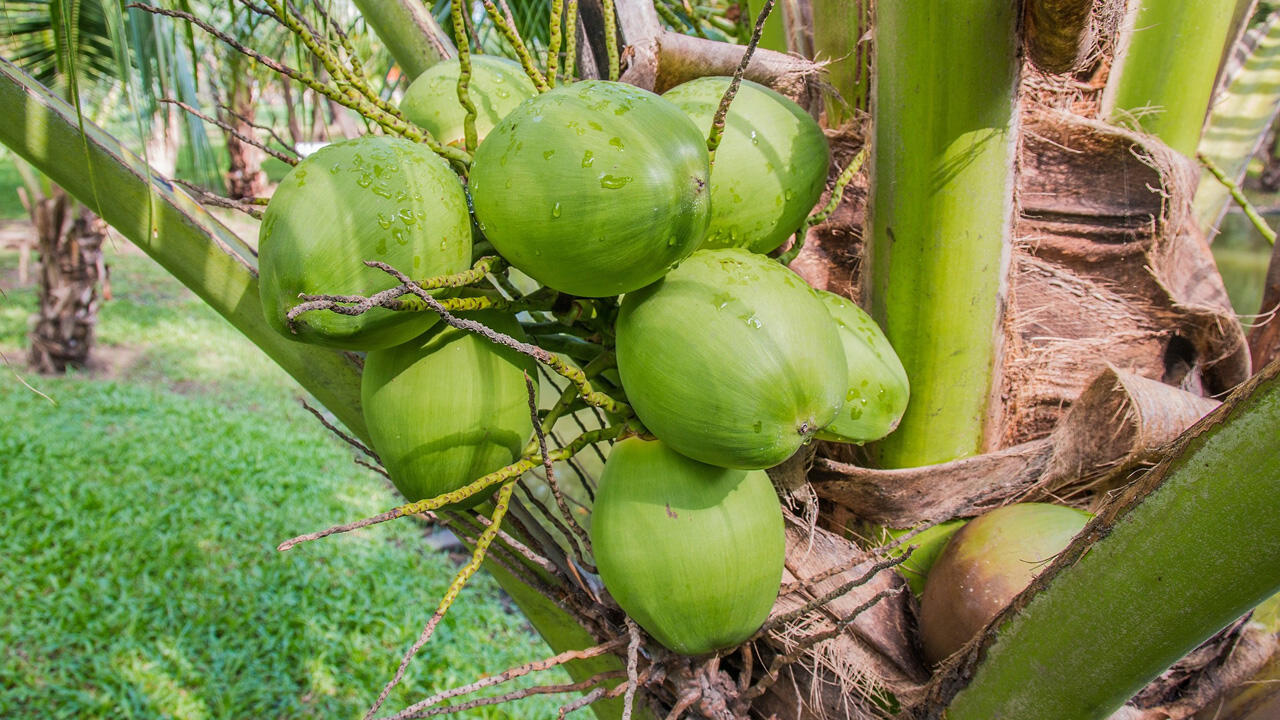 Kokosöl wird aus dem getrockneten Fruchtfleisch der Kokosnuss gepresst