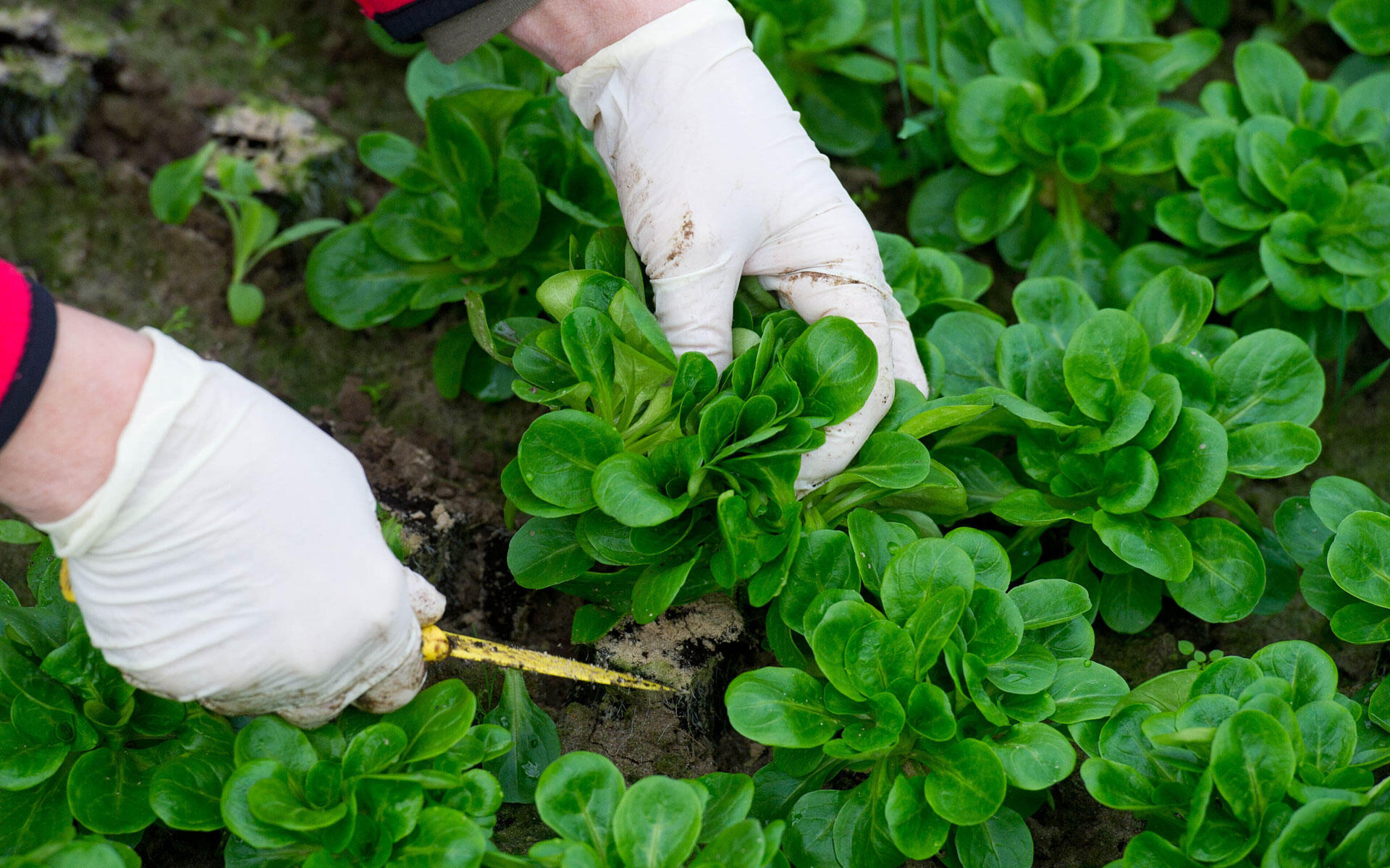 Abgehärtetes Gemüse: Feldsalat hält sich über den ganzen Winter auf dem Beet.
