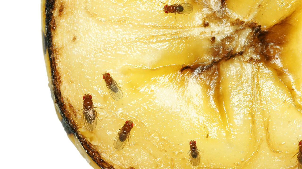 Wer Fruchtfliegen lieber lebend fangen möchte, kann dies mit einem Stück Banane und Frischhaltefolie probieren. Wer Fruchtfliegen lieber lebend fangen möchte, kann dies mit einem Stück Banane und Frischhaltefolie probieren.