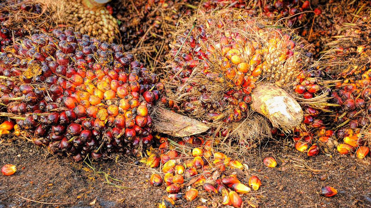 Palmöl wird aus dem Fruchtfleisch der Früchte der Ölpalme gewonnen