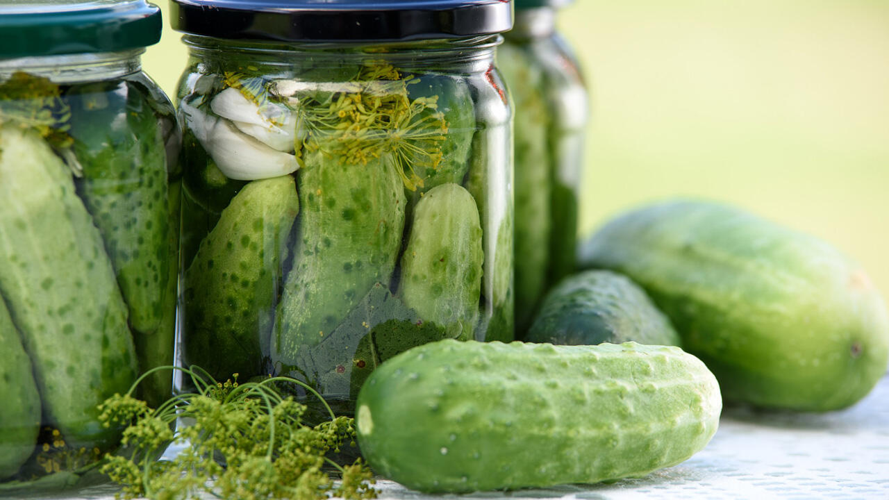 Bei Salzgurken die Gurken mehre Wochen lang von Milchsäurebakterien vergoren Bei Salzgurken die Gurken mehre Wochen lang von Milchsäurebakterien vergoren