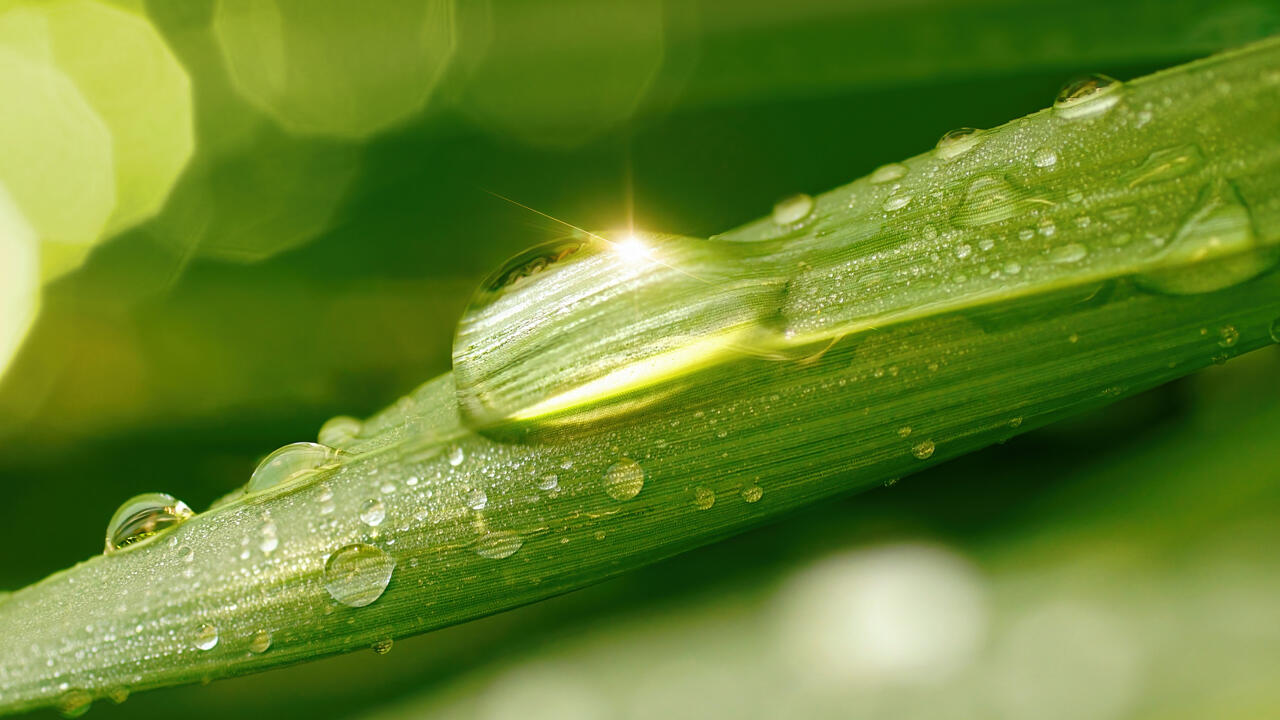 Wassertropfen bündeln Sonnenstrahlen: Bekommt das Blatt wirklich einen Sonnenbrand? Wassertropfen bündeln Sonnenstrahlen: Bekommt das Blatt wirklich einen Sonnenbrand?