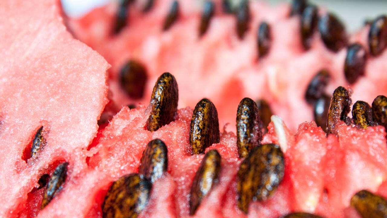 Wassermelonenkerne: In der Melone nicht schrecklich beliebt, einzeln aber gesund und bekömmlich. Wassermelonenkerne: In der Melone nicht schrecklich beliebt, einzeln aber gesund und bekömmlich.
