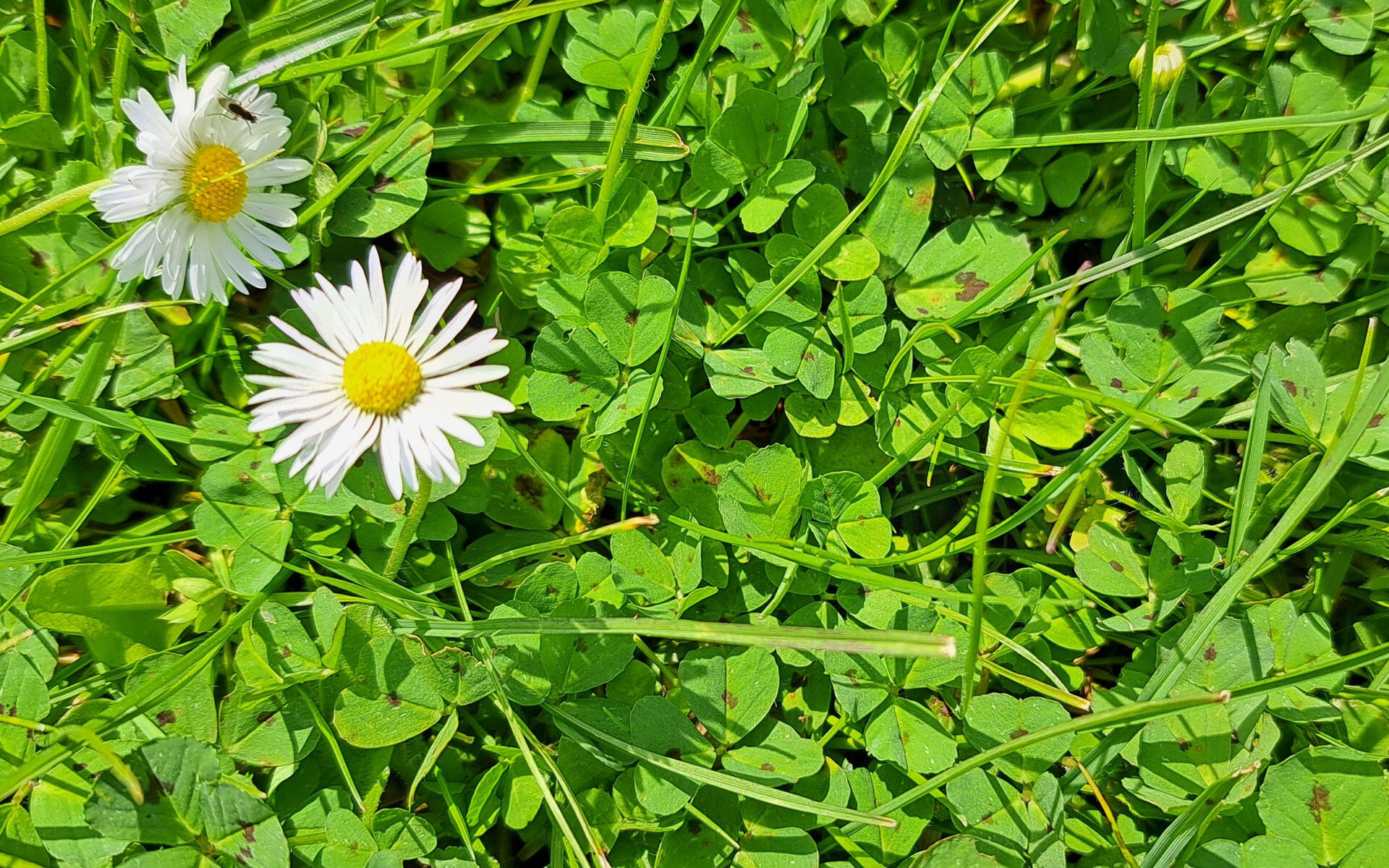 Gänseblümchen und Klee im Rasen: typische Arten, die sich bei reduzierter Pflege von selbst ausbreiten. Gänseblümchen und Klee im Rasen: typische Arten, die sich bei reduzierter Pflege von selbst ausbreiten.