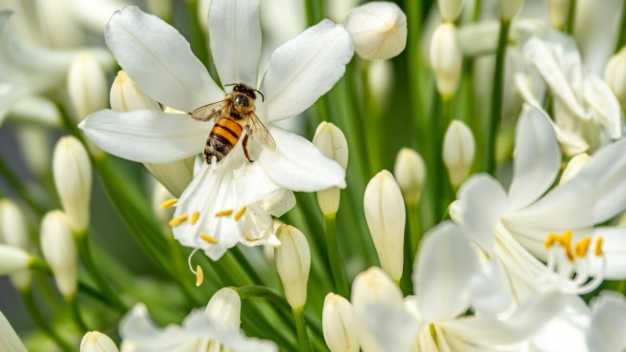 Madonnenlilien sind bienenfreundliche Pflanzen. Madonnenlilien sind bienenfreundliche Pflanzen.