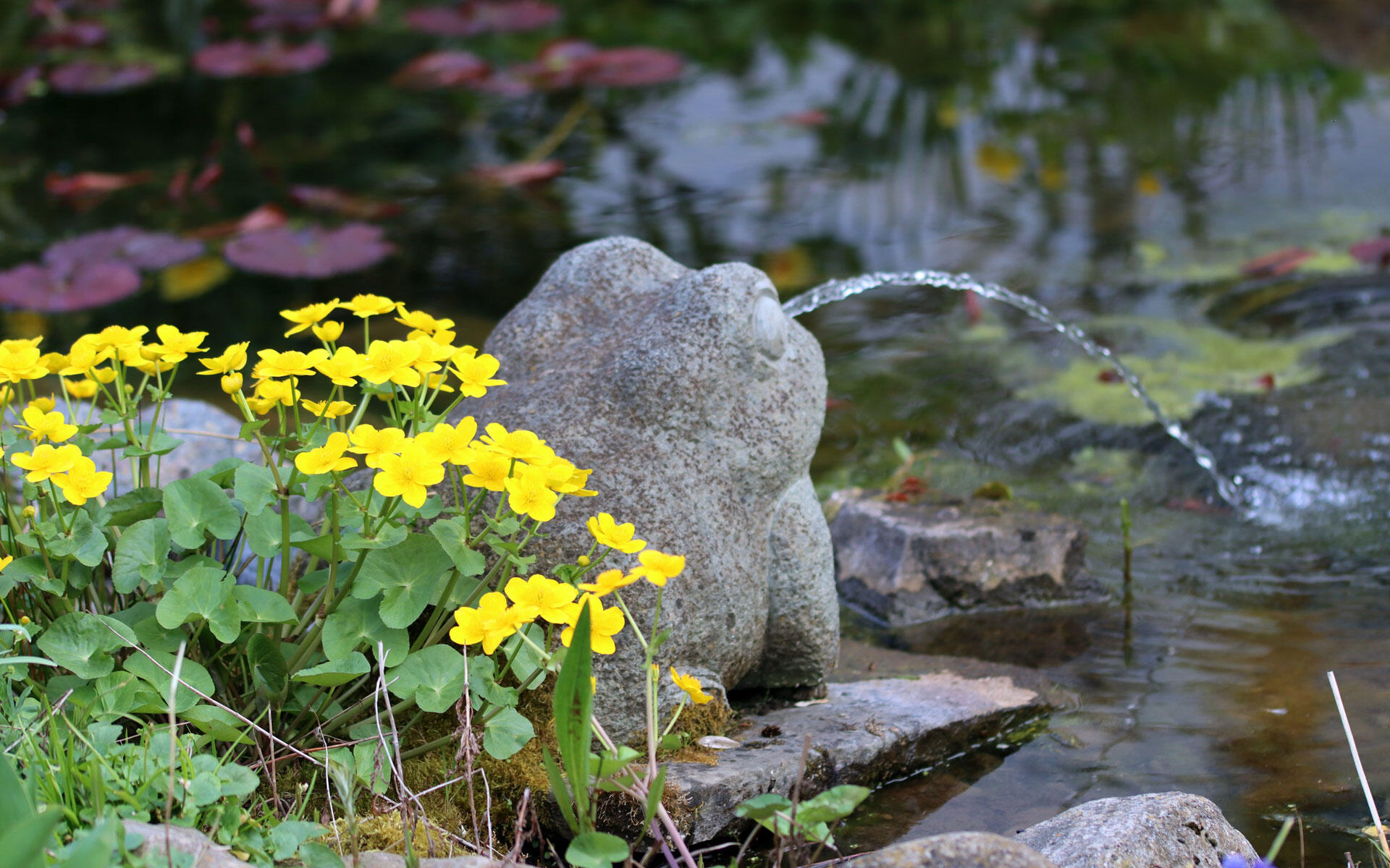 Viele Wasserpflanzen rund um den Miniteich, wie Sumpfdotterblume, Froschlöffel oder die heimische weiße Seerose, schaffen ein lebendiges und ausgewogenes Ökosystem. 