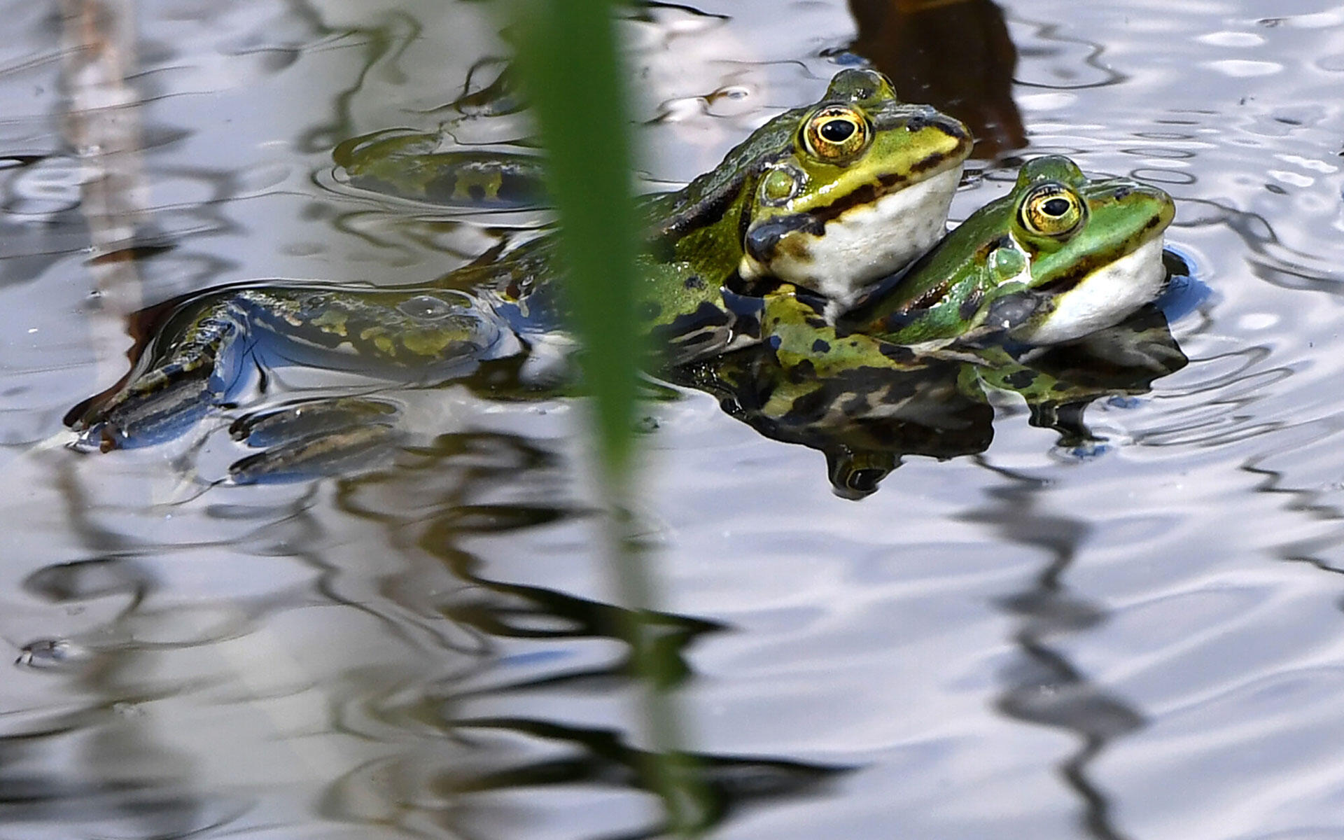 Wasserstellen im Garten locken viele Tierarten wie Frösche an.