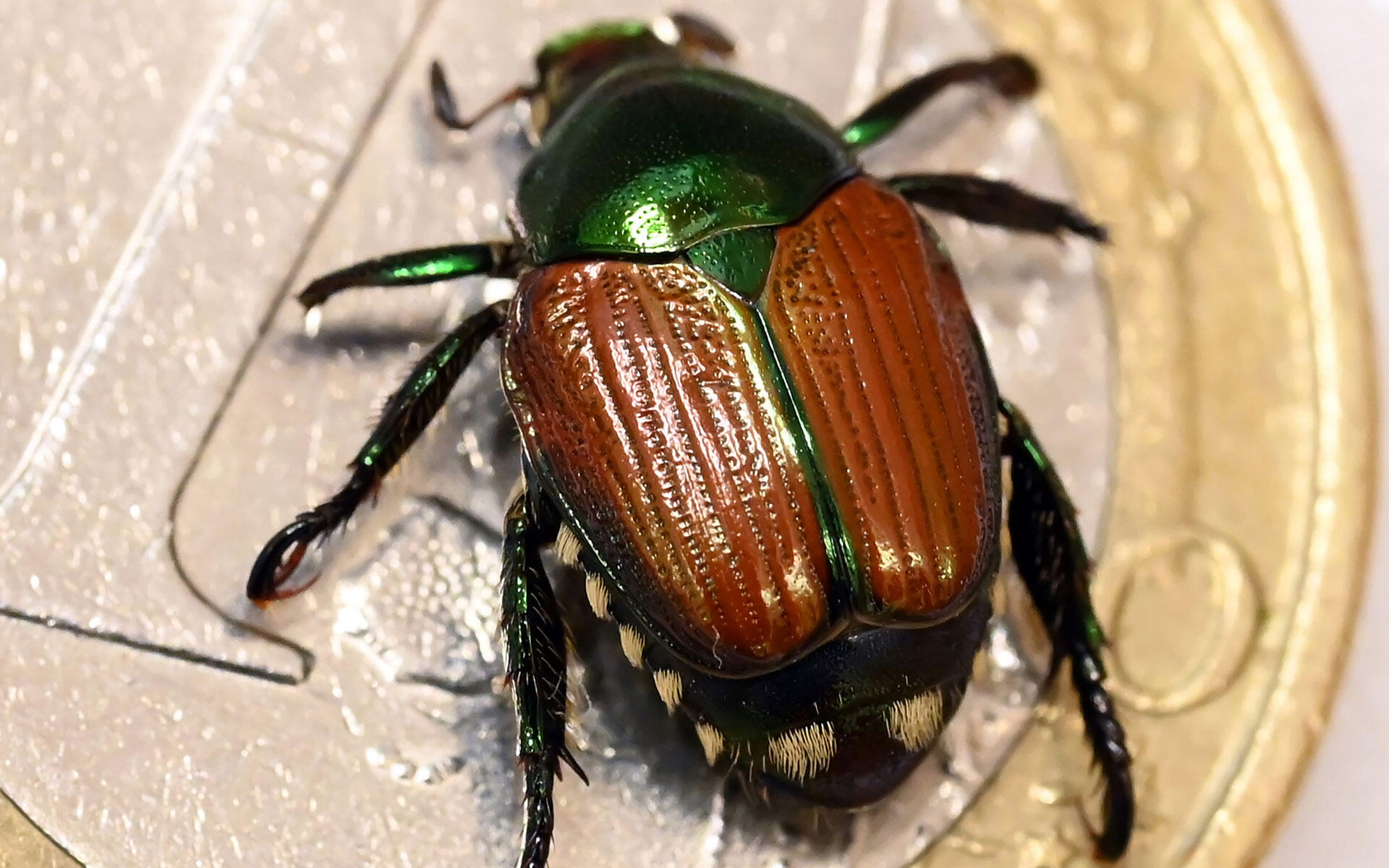 Wer diesen Käfer entdeckt, sollte genau hinschauen: Grünschimmernd, braune Flügel und weiße Haarbüschel – das ist der Japankäfer.