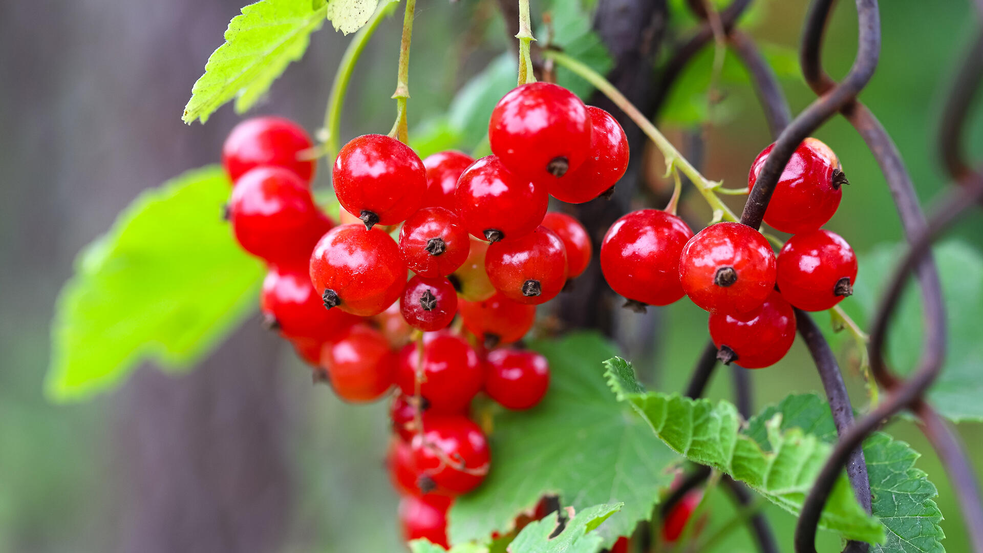 Wenn Beeren durch oder über einen Zaun ragen, darf man sich nicht einfach selbst bedienen. Wenn Beeren durch oder über einen Zaun ragen, darf man sich nicht einfach selbst bedienen.