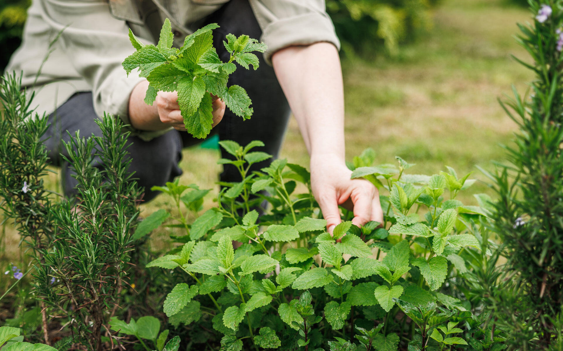 Ernten Sie ganze Triebe regelmäßig – so bleibt die Pfefferminze buschig und aromatisch.