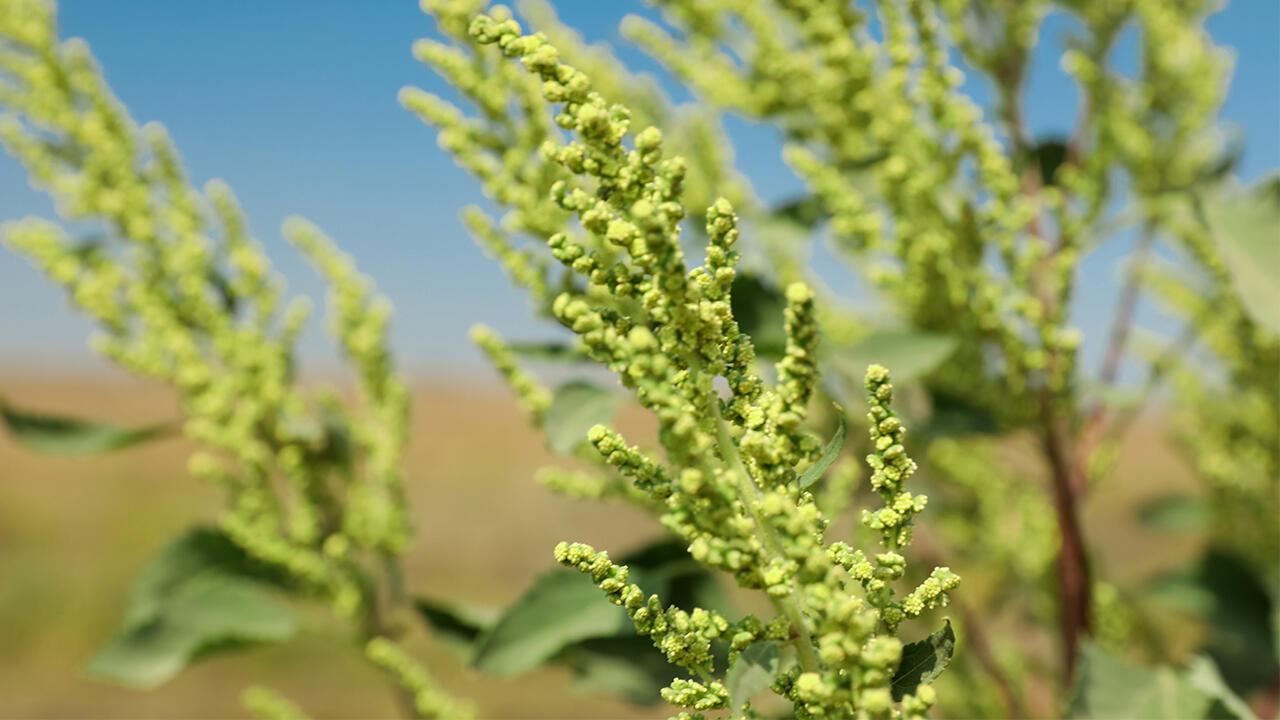 Ambrosia (im Bild) wird häufig mit dem Gemeinen Beifuß verwechselt. Ambrosia (im Bild) wird häufig mit dem Gemeinen Beifuß verwechselt.