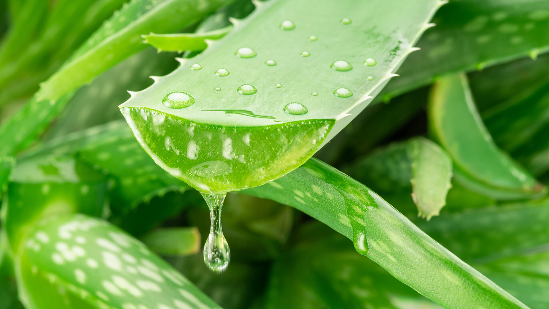 Dem Aloe-vera-Gel werden zahlreiche gesundheitsfördernde Eigenschaften nachgesagt.  