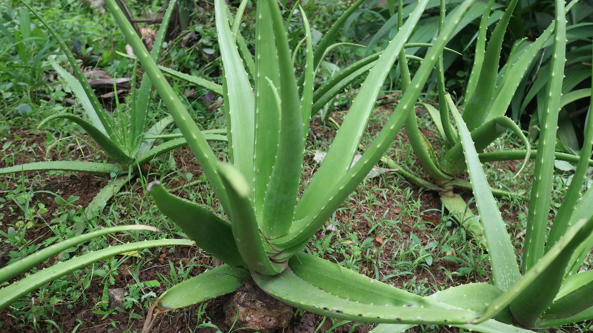 Die Aloe-vera-Pflanze ist in der Wüste beheimatet und sehr widerstandsfähig. Das Gel im Blattinneren dient ihr als Wasserspeicher.