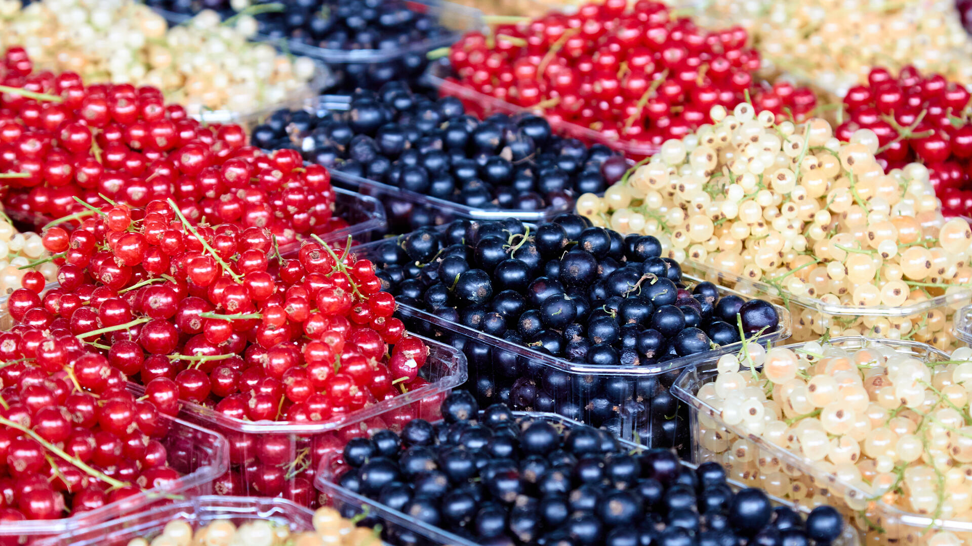 Johannisbeeren gibt es in drei verschiedenen Farben, die sich nicht nur optisch unterscheiden. Johannisbeeren gibt es in drei verschiedenen Farben, die sich nicht nur optisch unterscheiden.