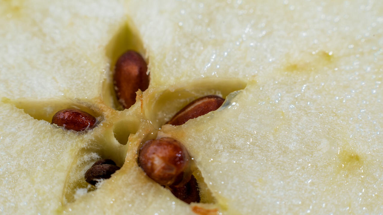 Wer den Apfel ganz und mitsamt den Kernen isst, muss keinerlei Angst vor Gesundheitsgefahren haben.