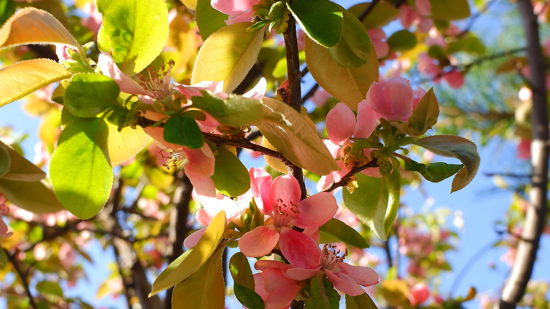 Die Quitte blüht weiß bis rosa. 