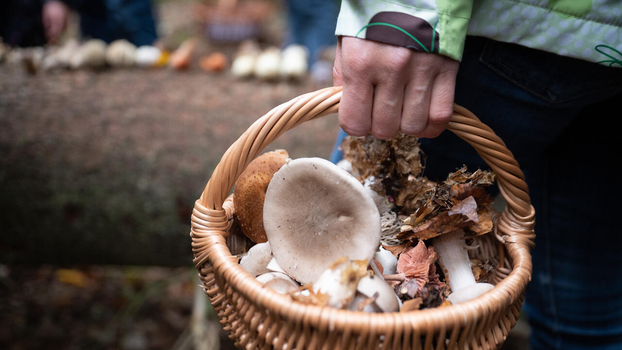 Erst Regen, dann Sonne – diese Kombination lässt die Pilze sprießen. 