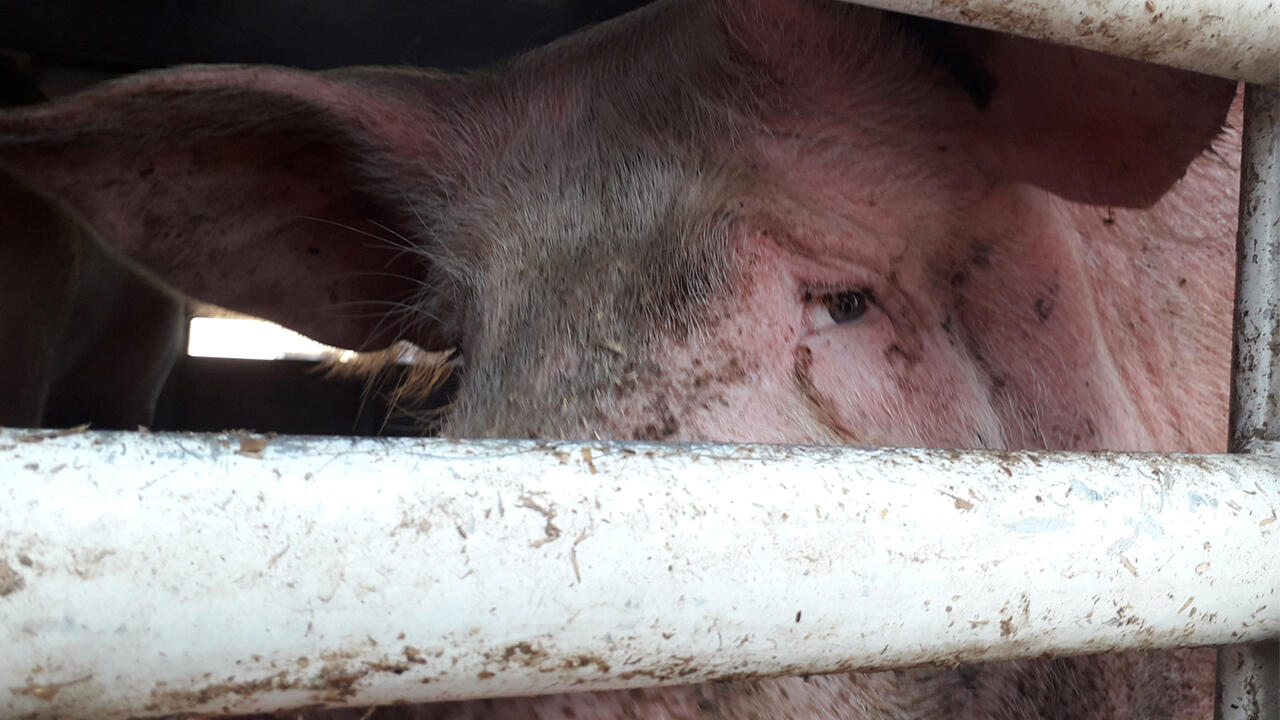 Ein Schwein im Transportfahrzeug: Die Bilder von Tiertransporten verstören.