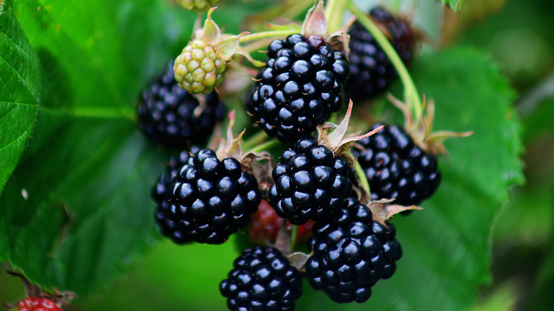 Brombeeren können mit vielen gesunden Inhaltsstoffen punkten.