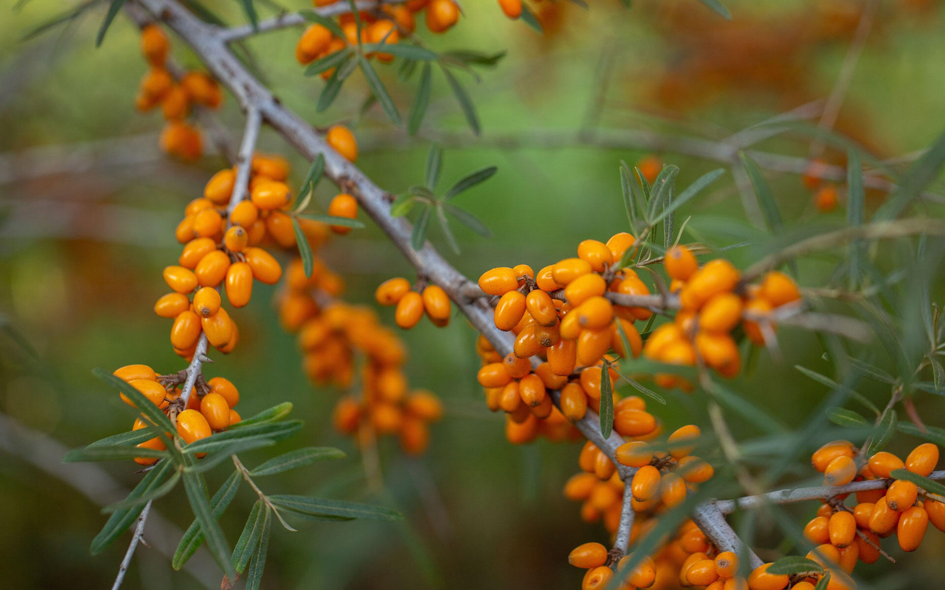 Sanddorn bildet orange Beeren, die dicht an den Zweigen sitzen.