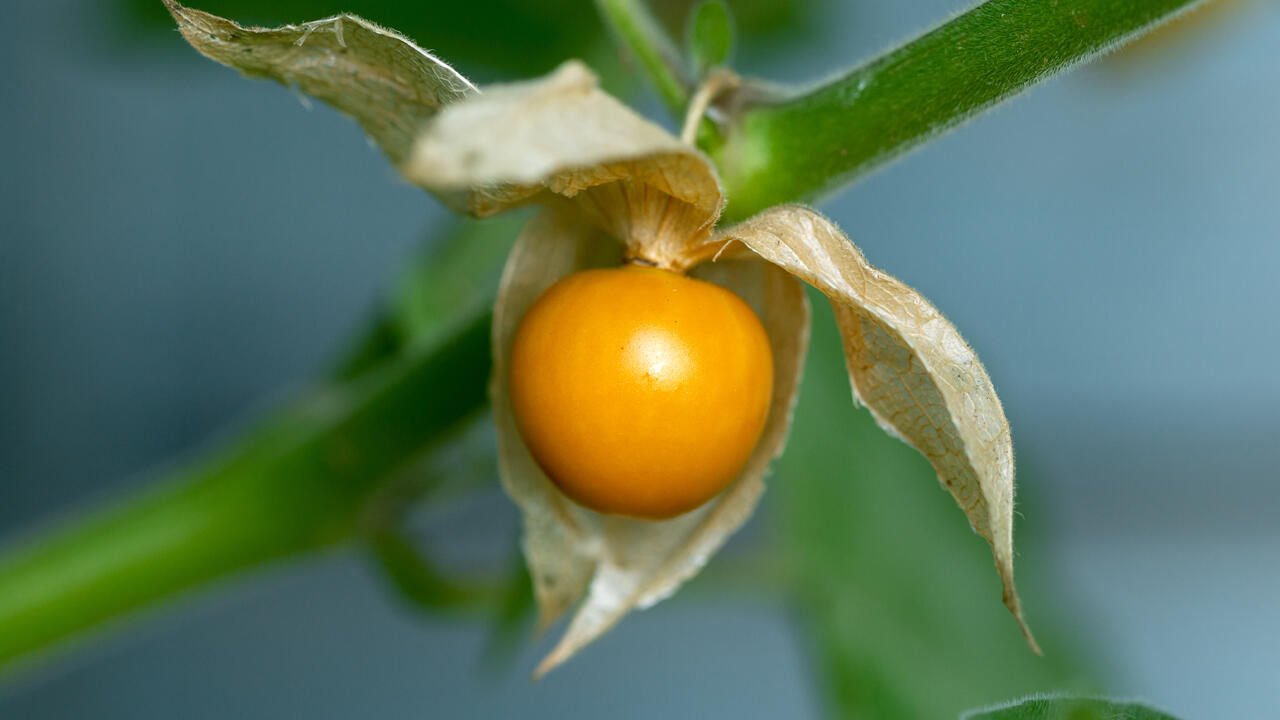 Die Kapstachelbeere trägt in ihren Blütenblättern leckere, hübsche Früchte. Die Kapstachelbeere trägt in ihren Blütenblättern leckere, hübsche Früchte.