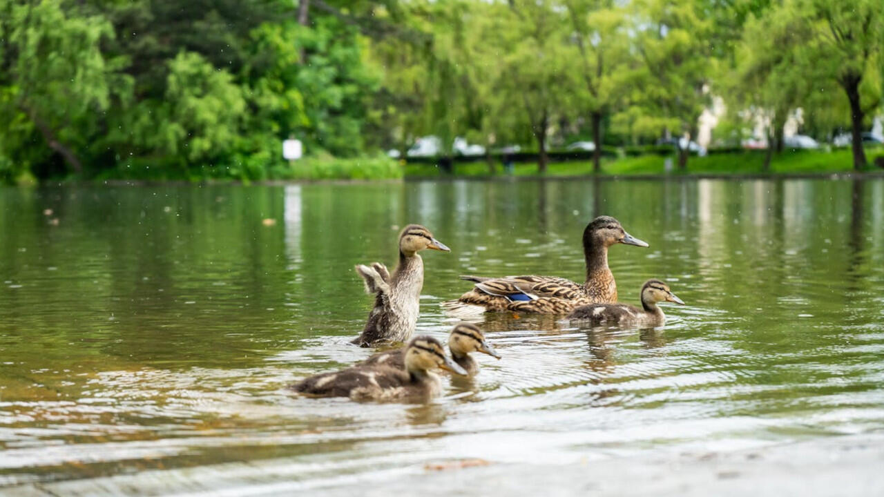 Enten in Parks sind nicht darauf angewiesen, dass Menschen sie füttern. Enten in Parks sind nicht darauf angewiesen, dass Menschen sie füttern.