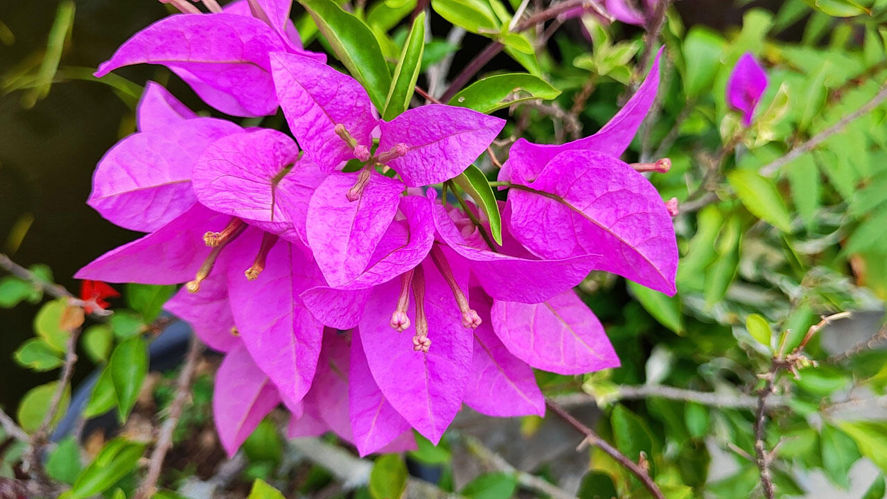 Da Bougainvilleen sehr empfindlich auf Frost reagieren, müssen sie unbedingt zeitig in ein geeignetes Winterquartier umziehen.