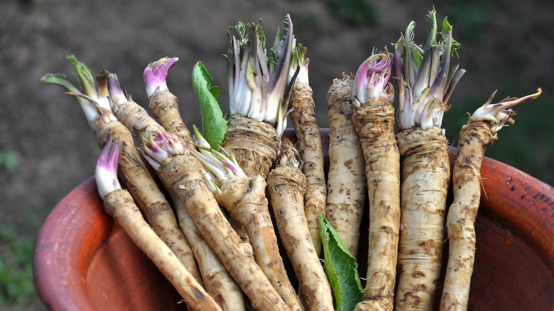 Frischer Meerrettich hat ab Herbst bis ins späte Frühjahr Hauptsaison.