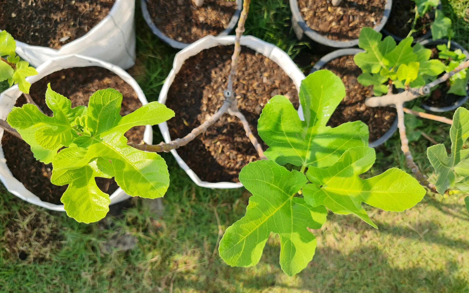 Feigen im Topf sollten den Winter an einem geschützten Platz verbringen. Feigen im Topf sollten den Winter an einem geschützten Platz verbringen.