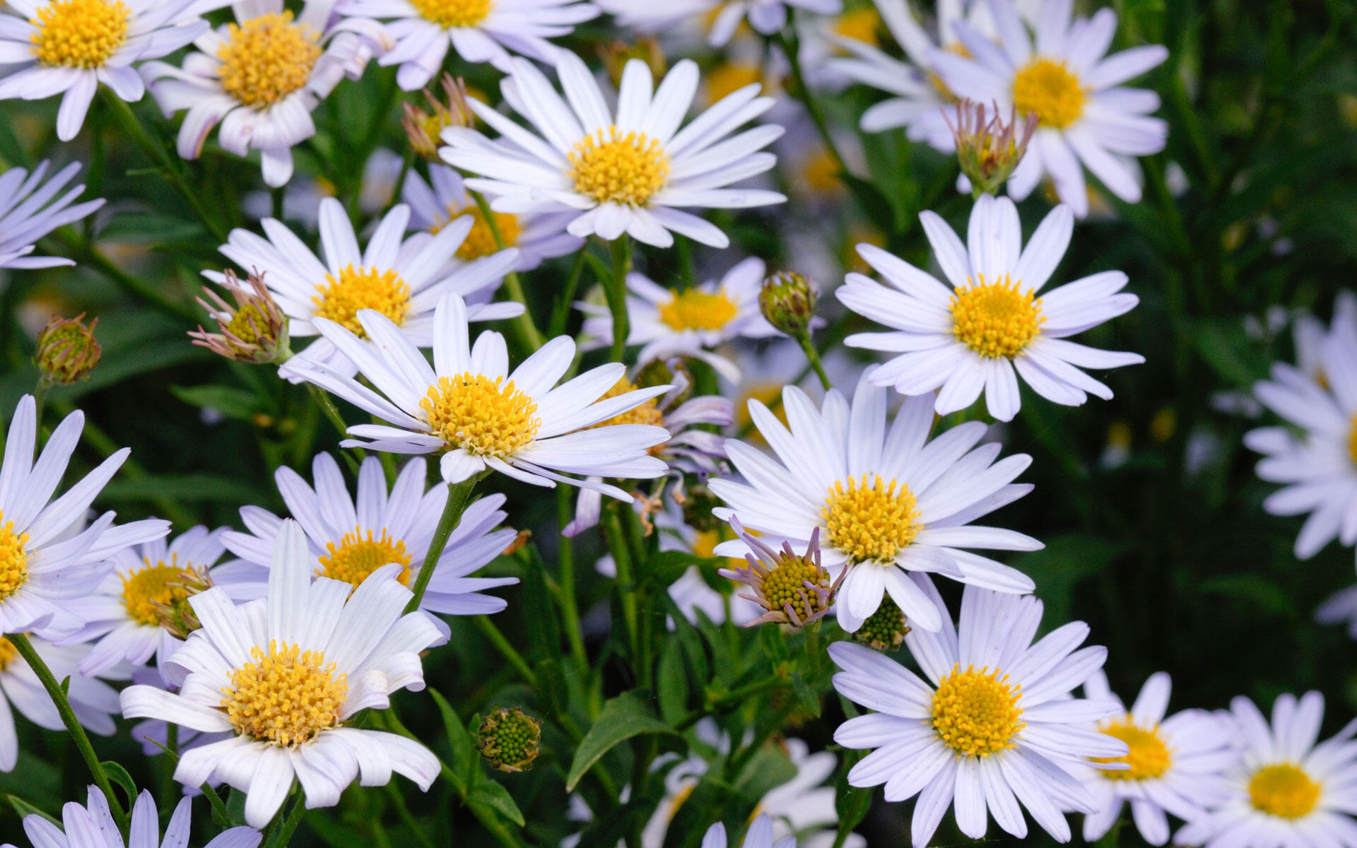 Garten-Trend 2026: Die Schönaster als blühendes Geheimnis für den Sommer Garten-Trend 2026: Die Schönaster als blühendes Geheimnis für den Sommer