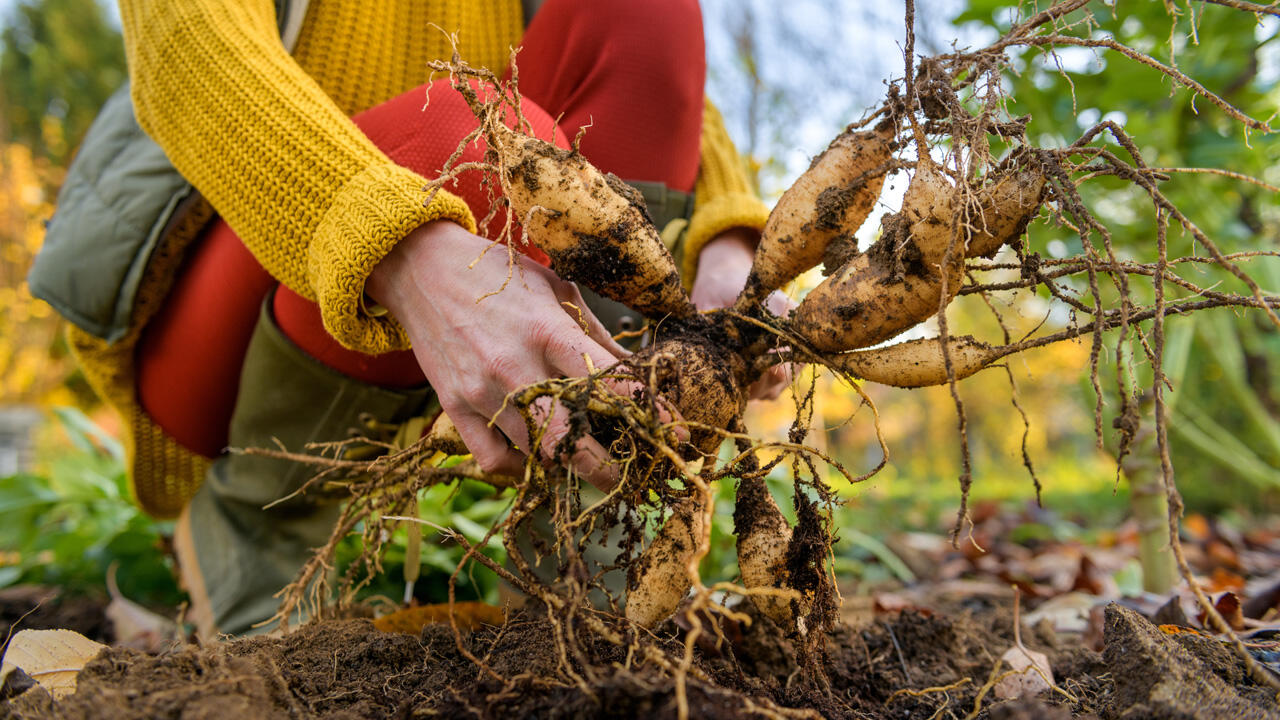 Dahlien sollten nach dem ersten starken Frost ausgegraben werden. Dahlien sollten nach dem ersten starken Frost ausgegraben werden.