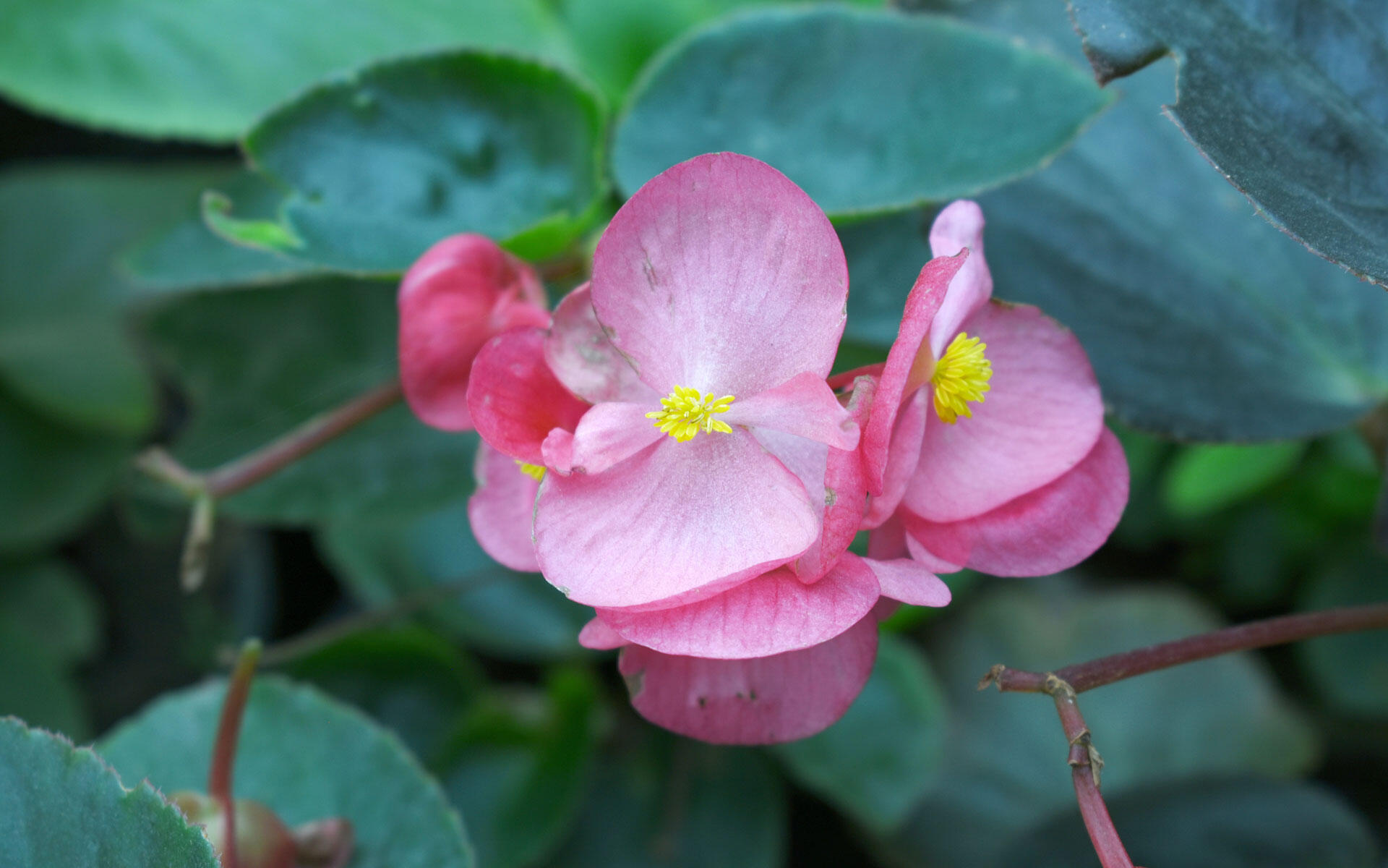 Überwinterung der Eisbegonien: hell, kühl und sparsam gießen. Überwinterung der Eisbegonien: hell, kühl und sparsam gießen.