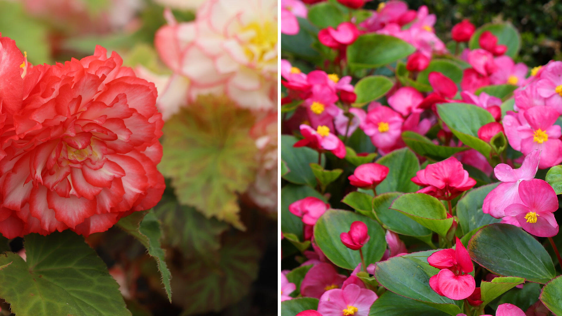 Links im Bild: Knollenbegonie, rechts im Bild: Eisbegonie Links im Bild: Knollenbegonie, rechts im Bild: Eisbegonie