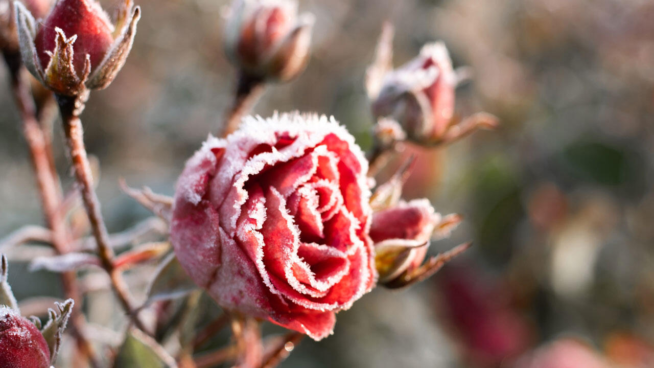 Die wichtigste Maßnahme, um Rosen im Winter zu schützen, ist der Schutz der Veredelungsstelle. Die wichtigste Maßnahme, um Rosen im Winter zu schützen, ist der Schutz der Veredelungsstelle.