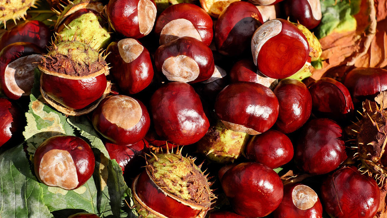 Rosskastanien sind beliebtes Bastelmaterial. 