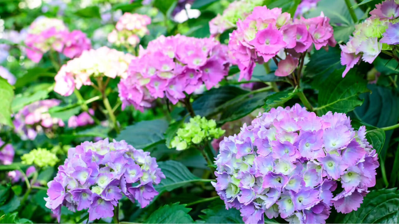 Hortensien blühen lange, viele Sorten sind winterhart. Hortensien blühen lange, viele Sorten sind winterhart.