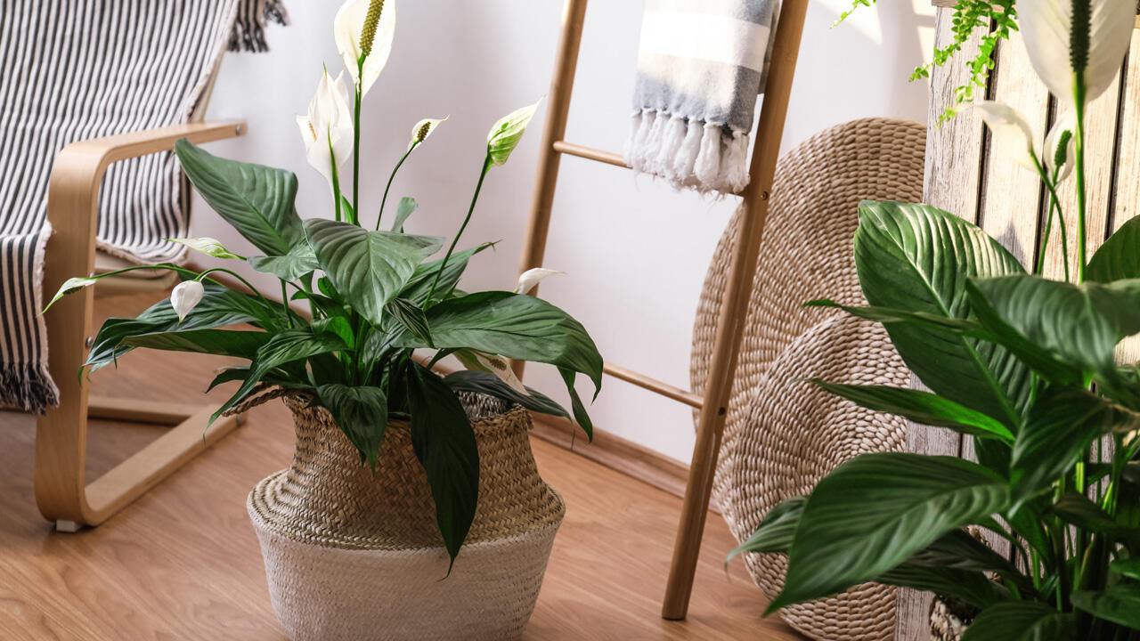 Als tropische Pflanze fühlt sich das Einblatt im Badezimmer besonders wohl. Als tropische Pflanze fühlt sich das Einblatt im Badezimmer besonders wohl.